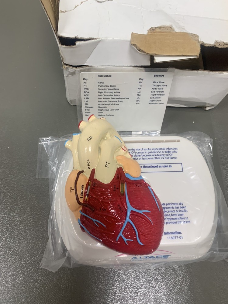 Heart Anatomical Model in Original Box pharmaceutical promotion. NEW