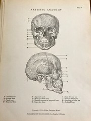 1930 Anatomical drawing Set Of 50 „Plates“ From The Art Guild Academy Of LA