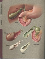 Eli Lilly & Co. Pharmacy Collectible Digestive System Patient Illustrator 1992