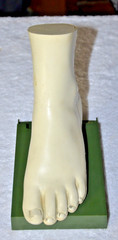 c1960s MEDICAL MODEL Anatomical FOOT Muscles Bones Dohme Indocin