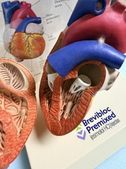 Heart Anatomy Display-drug Advertising-brevibloc-oddity