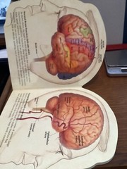 PLAVIX STROKE A LEARNING AND RESOURCE GUIDE CARDBOARD BOOK DRUG REP PROMO