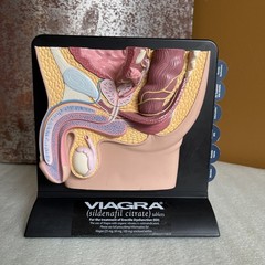 Vintage Viagra Detrol LA s Anatomy Model Pfizer Informational Pull Out Cards