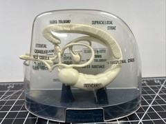 Vintage Librium Brain Anatomical Model Roche Laboratories Libritabs c1950s RARE