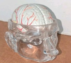 Lucite Head Skull Brain Model Medical Pharmaceutical Science Display – SEROQUEL