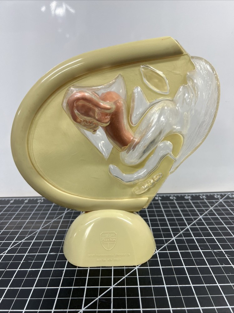 VTG 1950s Female Vaginal Medical Anatomy Model Ortho Pharmaceutical Raritan N.J.