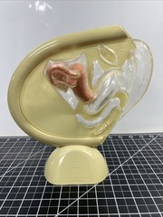 VTG 1950s Female Vaginal Medical Anatomy Model Ortho Pharmaceutical Raritan N.J.