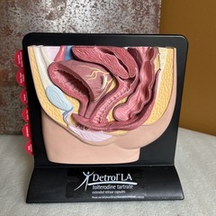 Vintage Viagra Detrol LA s Anatomy Model Pfizer Informational Pull Out Cards