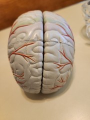 Seroquel Head Skull Brain Model Medical Pharmaceutical Science Display Clear