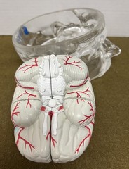 Seroquel Brain Model Pharmaceutical Advertising Display Research