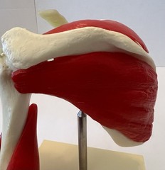 Vintage Voltaren Shoulder Model Pharma Promo Medical Anatomy Art