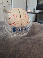 Vintage Seroquel Head Brain Anatomy Pharma Design Sales Display Removable Brain