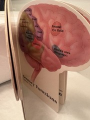 VTG 1990 TEGRETOL „PATIENT GUIDE TO THE HUMAN BRAIN“ PHARMA LOGO ADVERTISING