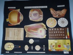 „THE EYE“ 1930S PULL DOWN MEDICAL CHART , DENOYER GEPPERT 44X36