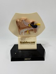 Vintage Naldecon Adult Ear Medical Model by Bristol Copyright 1978