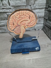 Imitrex 3D 9″ Neuroanatomy Model w Legend Brain Anatomy Medical Science Decor
