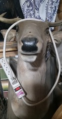 Power Strip Used By Dude Cougar, Arguably Ogden, Utah’s Most Famous Rock Band!!!
