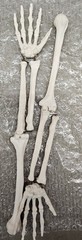 NEW (Vintage) Antique Display Skeleton 33” tall Searle Pfizer + Base COLLECTIBLE