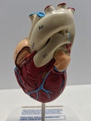 Altace Pharmaceutical Heart Diagram Display, Ramipril Capsules, Promotional
