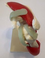 Vintage Voltaren Shoulder Model Pharma Promo Medical Anatomy Art