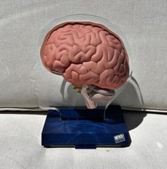 Imitrex 3D 9″ Neuroanatomy Model w Legend Brain Anatomy Medical Advertising