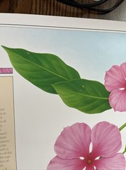 Vintage 1991 Rosy Periwinkle Pharmacy History Pharmacist Poster Afrin Promo