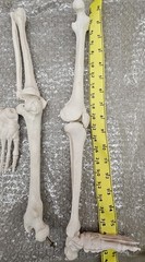 NEW (Vintage) Antique Display Skeleton 33” tall Searle Pfizer + Base COLLECTIBLE