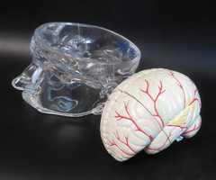 Head Skull Brain Model Seroquel Medical Pharmaceutical Lucite Medical Display