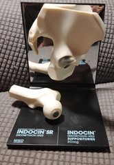Hip Joint Model Advertising Indocin SR, Pharmaceutical Company Hand Out Doctors