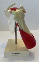 Vintage Voltaren Shoulder Model Pharma Promo Medical Anatomy Art