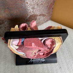 Vintage Viagra Detrol LA s Anatomy Model Pfizer Informational Pull Out Cards