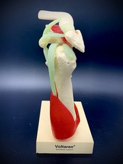 Vintage Voltaren Shoulder Joint Model Anatomical Rotator Cuff Musculature Promo