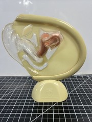 VTG 1950s Female Vaginal Medical Anatomy Model Ortho Pharmaceutical Raritan N.J.