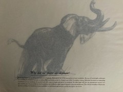 Astra Pharmaceutical 10th Anniversary Animal Prints Xylocaine D. Schwartz 1950s