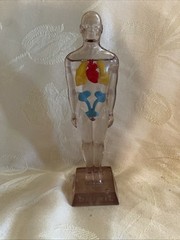 Vintage Diuril Hydro Male Medical Anatomy, 6.5″