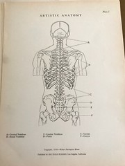 1930 Anatomical drawing Set Of 50 „Plates“ From The Art Guild Academy Of LA