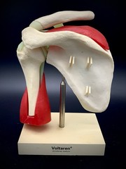 Vintage Voltaren Shoulder Joint Model Anatomical Rotator Cuff Musculature Promo