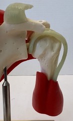 Vintage Voltaren Shoulder Model Pharma Promo Medical Anatomy Art