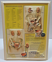 Ortho-McNeil Pharmaceutical Levaquin Genitourinary System Display Model