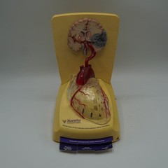 Xarelto Pharmaceutical Advertising 3D Human Heart / Brain Display Model