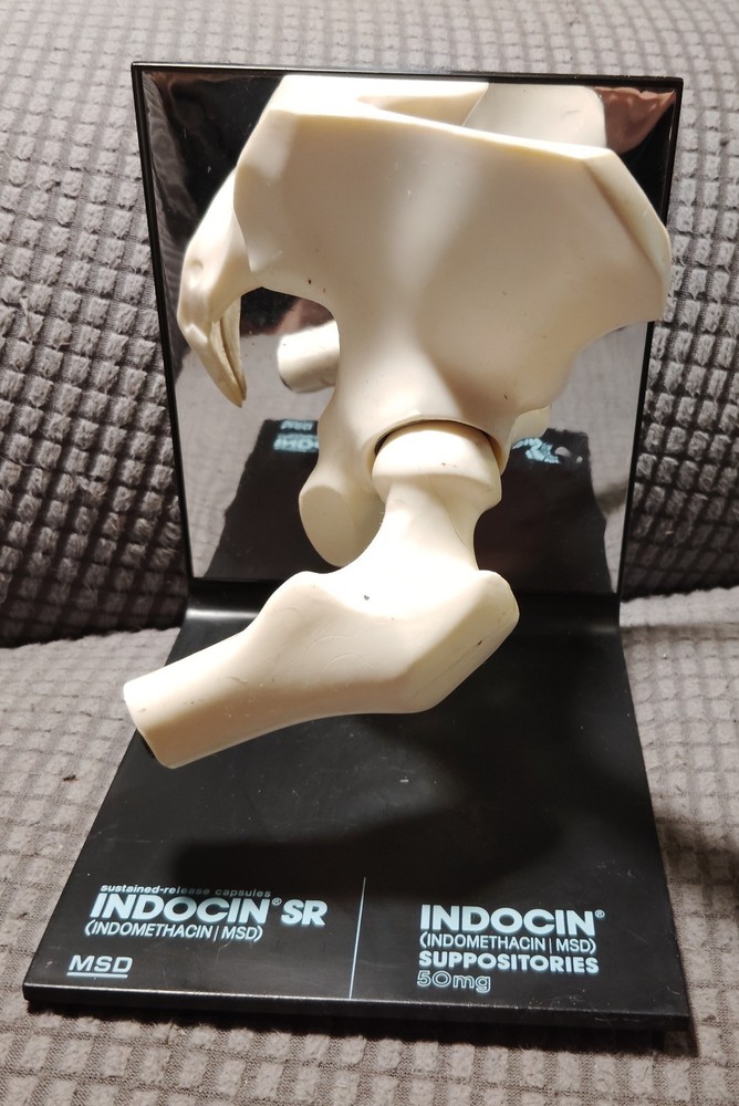Hip Joint Model Advertising Indocin SR, Pharmaceutical Company Hand Out Doctors