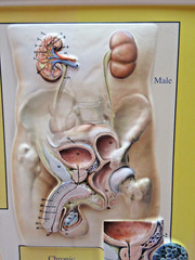 Ortho-McNeil Pharmaceutical Levaquin Genitourinary System Display Model