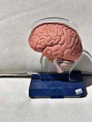 Imitrex 3D 9″ Neuroanatomy Model w Legend Brain Anatomy Medical Advertising