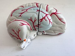 UCB Pharma Lucite Head Skull Brain Model Medical Pharmaceutical Science Display