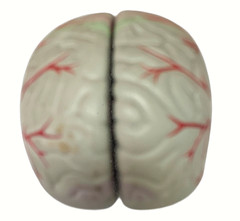 Vintage Seroquel Head Brain Anatomy Pharma Design Sales Display Removable Brain