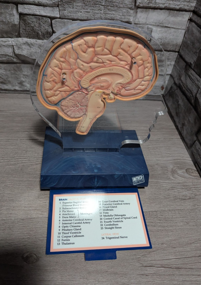 Imitrex 3D 9″ Neuroanatomy Model w Legend Brain Anatomy Medical Science Decor