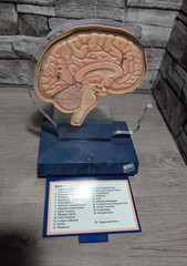 Imitrex 3D 9″ Neuroanatomy Model w Legend Brain Anatomy Medical Science Decor