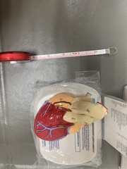 Heart Anatomical Model in Original Box pharmaceutical promotion. NEW