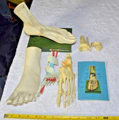 c1960s MEDICAL MODEL Anatomical FOOT Muscles Bones Dohme Indocin