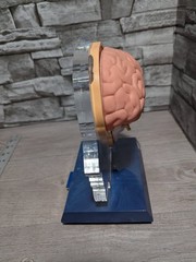 Imitrex 3D 9″ Neuroanatomy Model w Legend Brain Anatomy Medical Science Decor